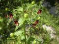 Scrophularia peregrina